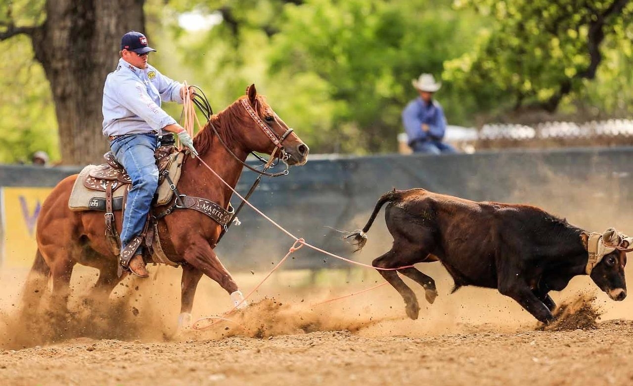 1280x790 Things I Like. Rodeo horses, Team roping, Horse inspiration, Desktop