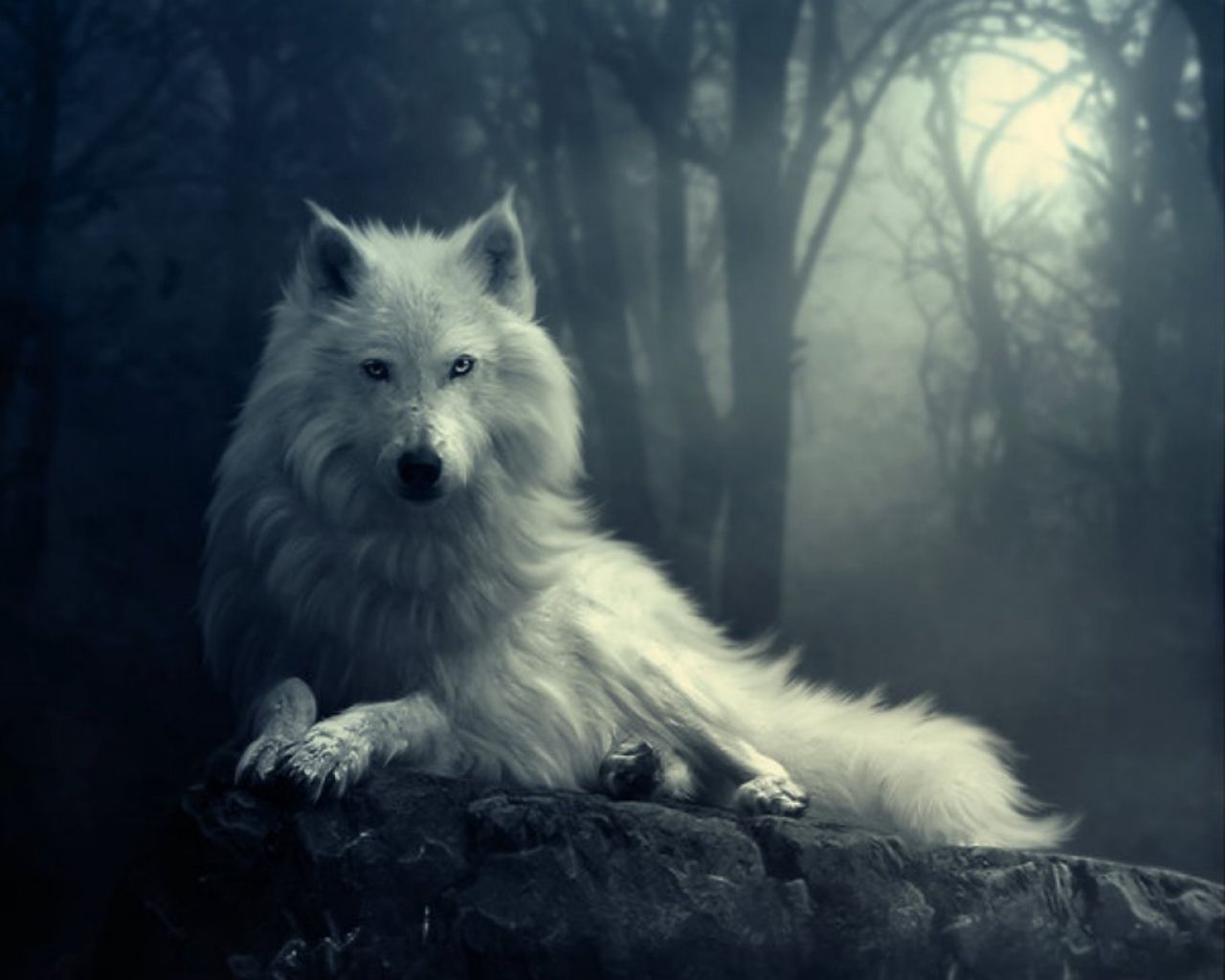 1280x1030 Wolf Desktop Wallpaper Free Wolf Desktop Background, Desktop