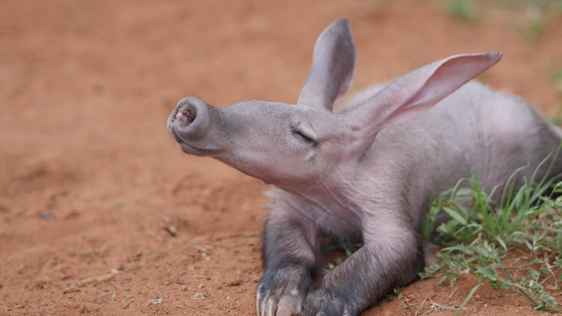 1920x1080 px Aardvark, Desktop