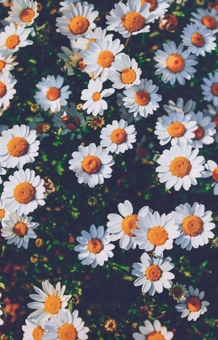 740x1150 white daisies #flowers. Beautiful flowers wallpaper, Plant wallpaper, Flower wallpaper, Phone