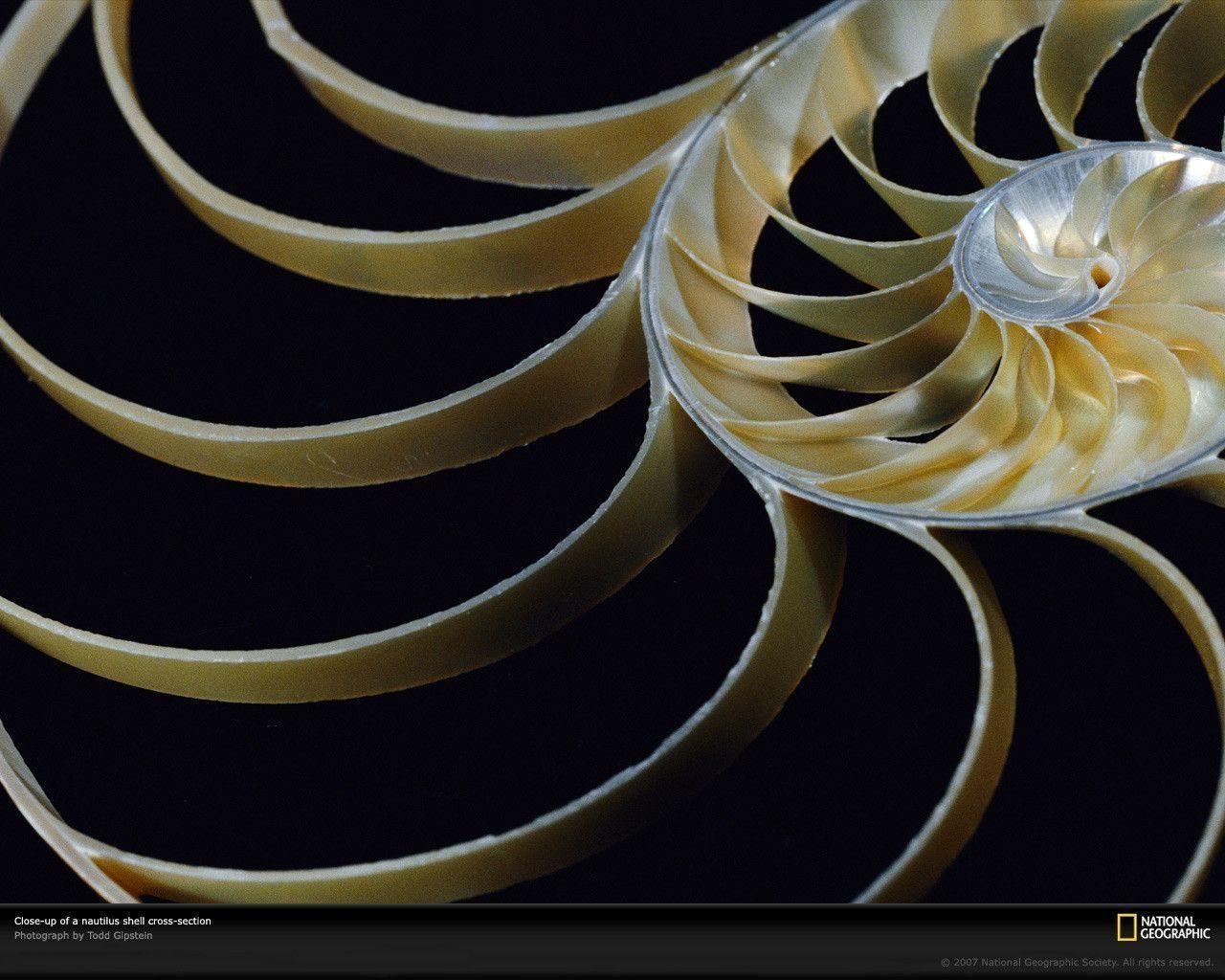 1280x1030 Chambered Nautilus Photo, Nautilus Wallpaper, Download, Photo, Desktop