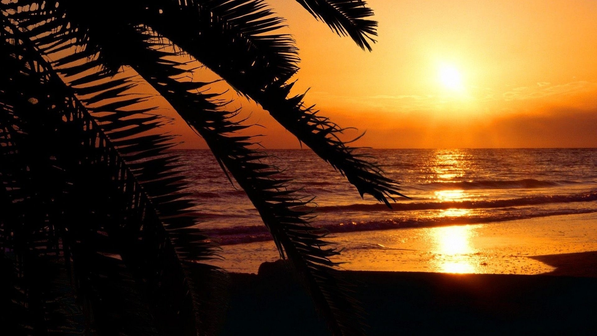 1920x1080 Free download Florida beaches palm trees silhouettes sunset, Desktop