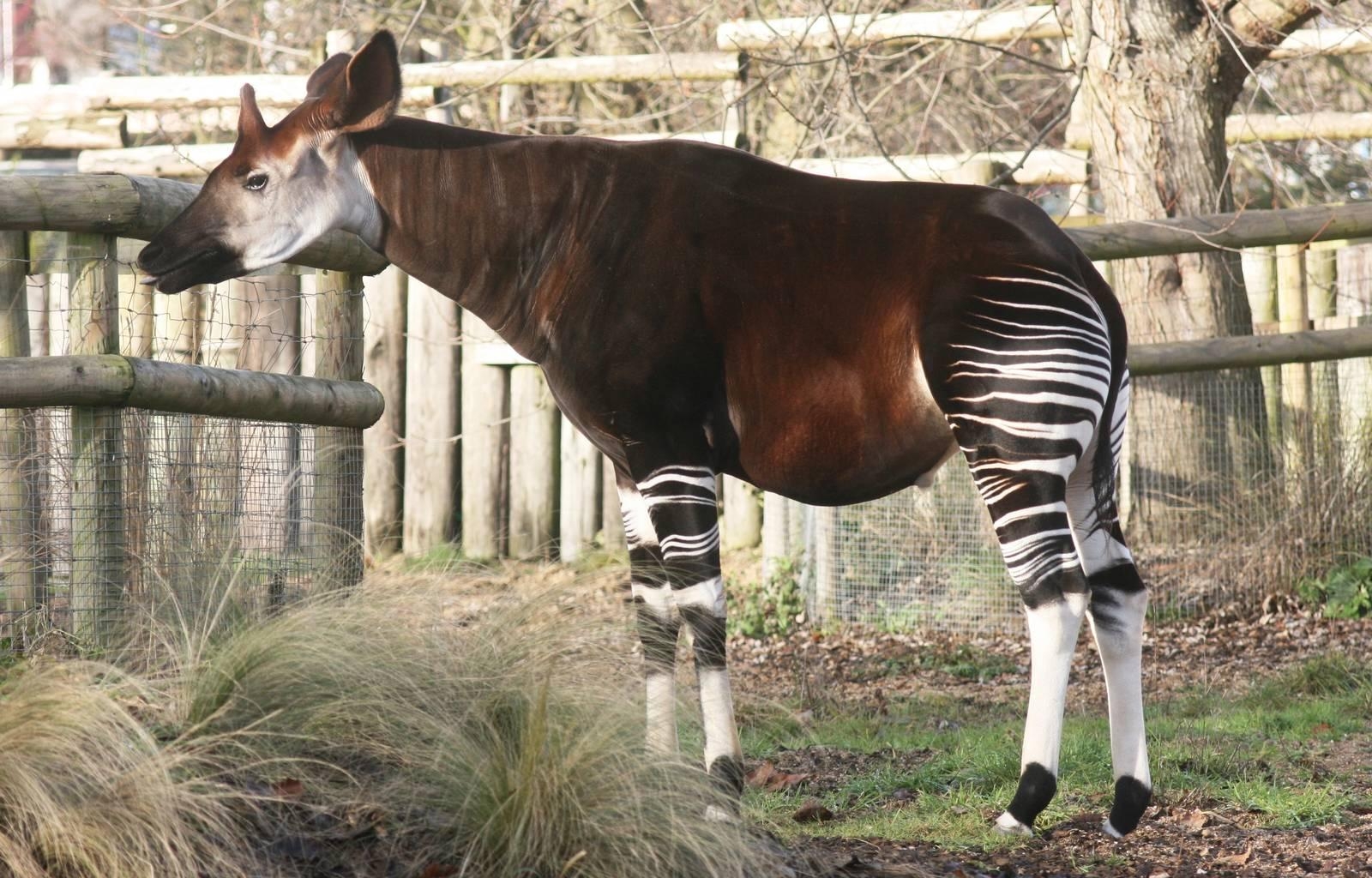 1600x1030 Okapi Wallpaper High Quality, Desktop