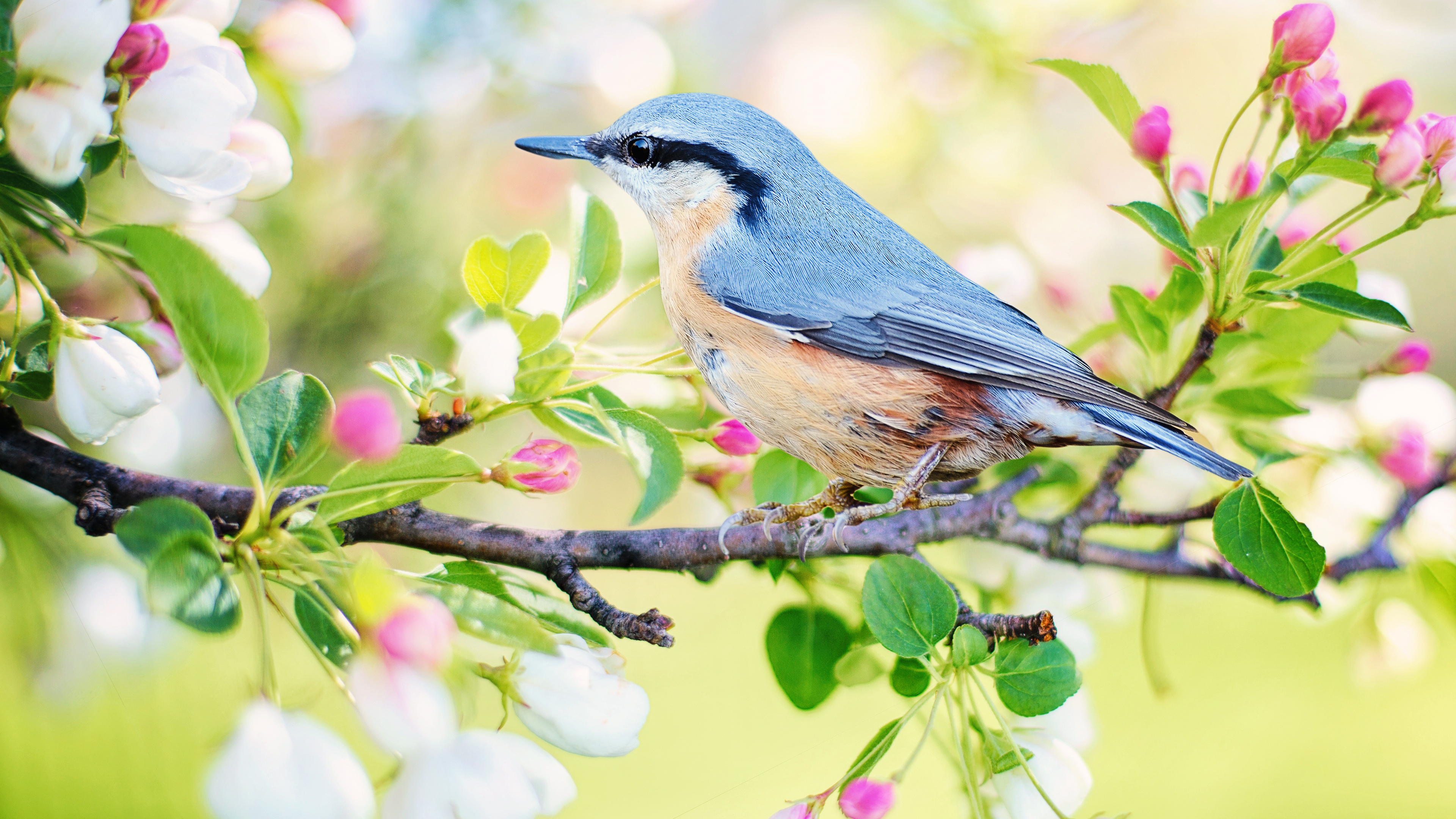 3840x2160 Free download Spring Bird Chromebook Wallpaper Ready For Download [] for your Desktop, Mobile & Tablet. Explore Spring Wallpaper Background. Beautiful Spring Wallpaper, Spring Wallpaper, Wallpaper Spring Nature Scenes, Desktop