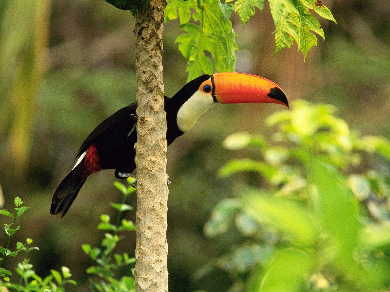 1600x1200 Toco Toucan in the Tropical Forest Wallpaper, Desktop