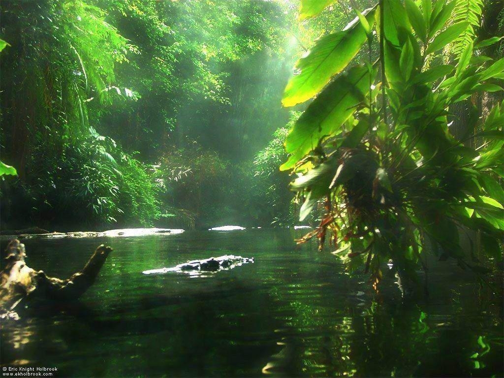 1030x770 Jungle Full HD Wallpaper 5310, Desktop