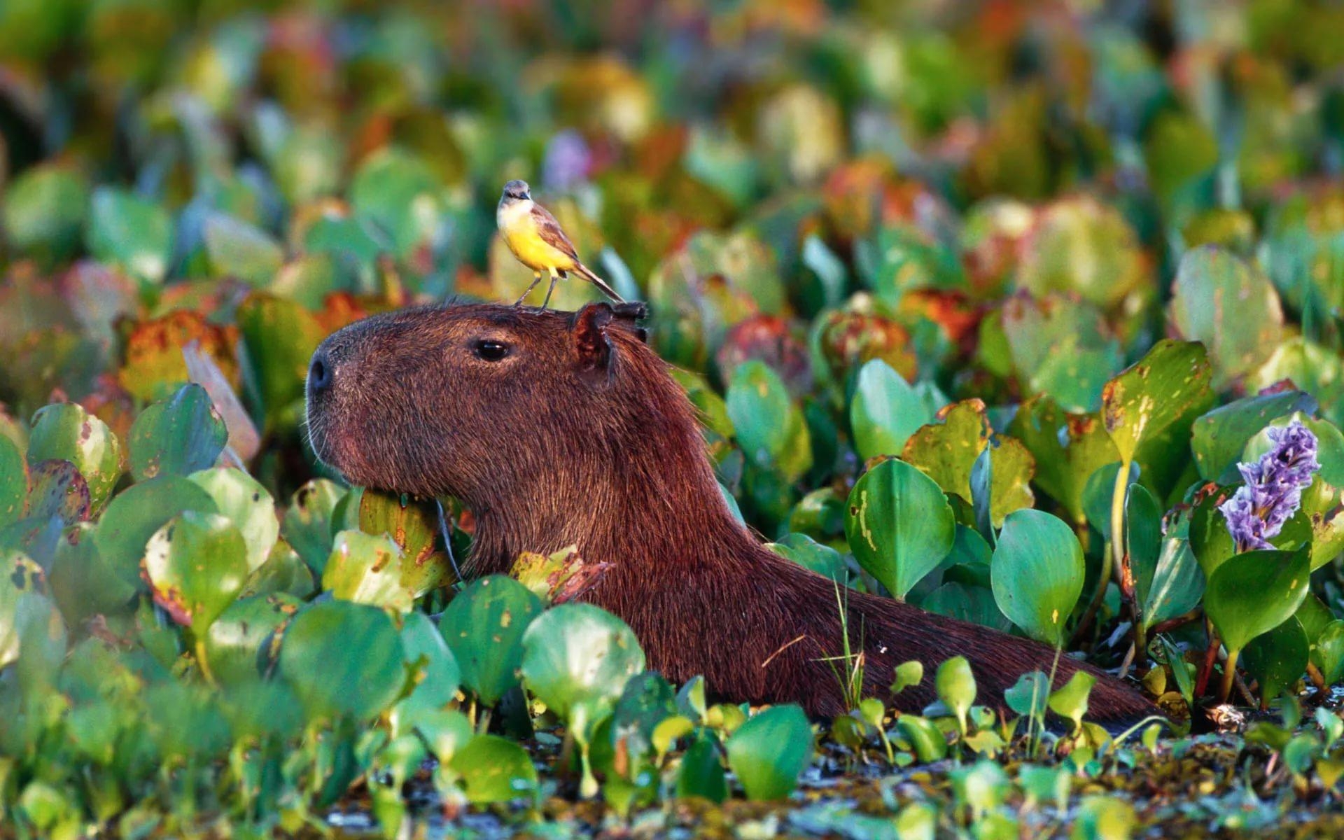 1920x1200 Capybara Wallpaper Widescreen Image Photo Picture, Desktop