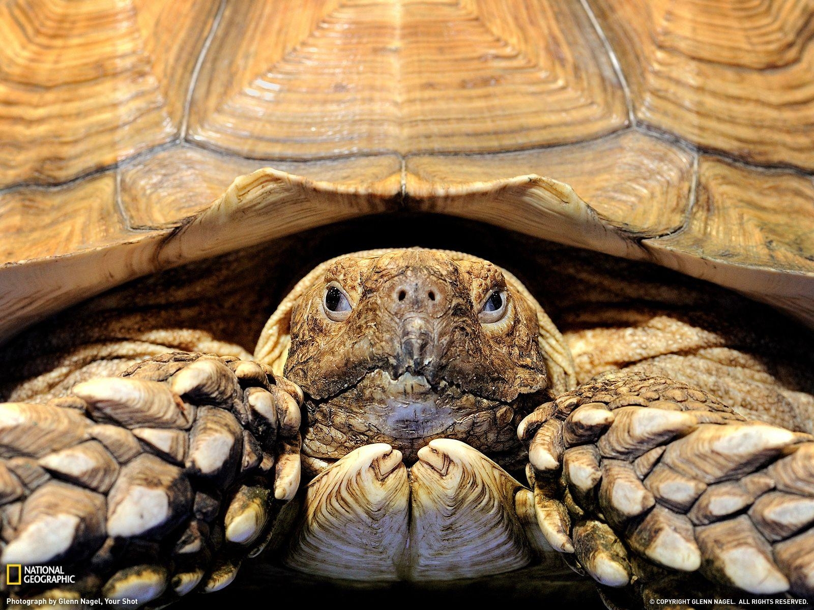 1600x1200 Tortoise Wallpaper Image and Wallpaper, Desktop