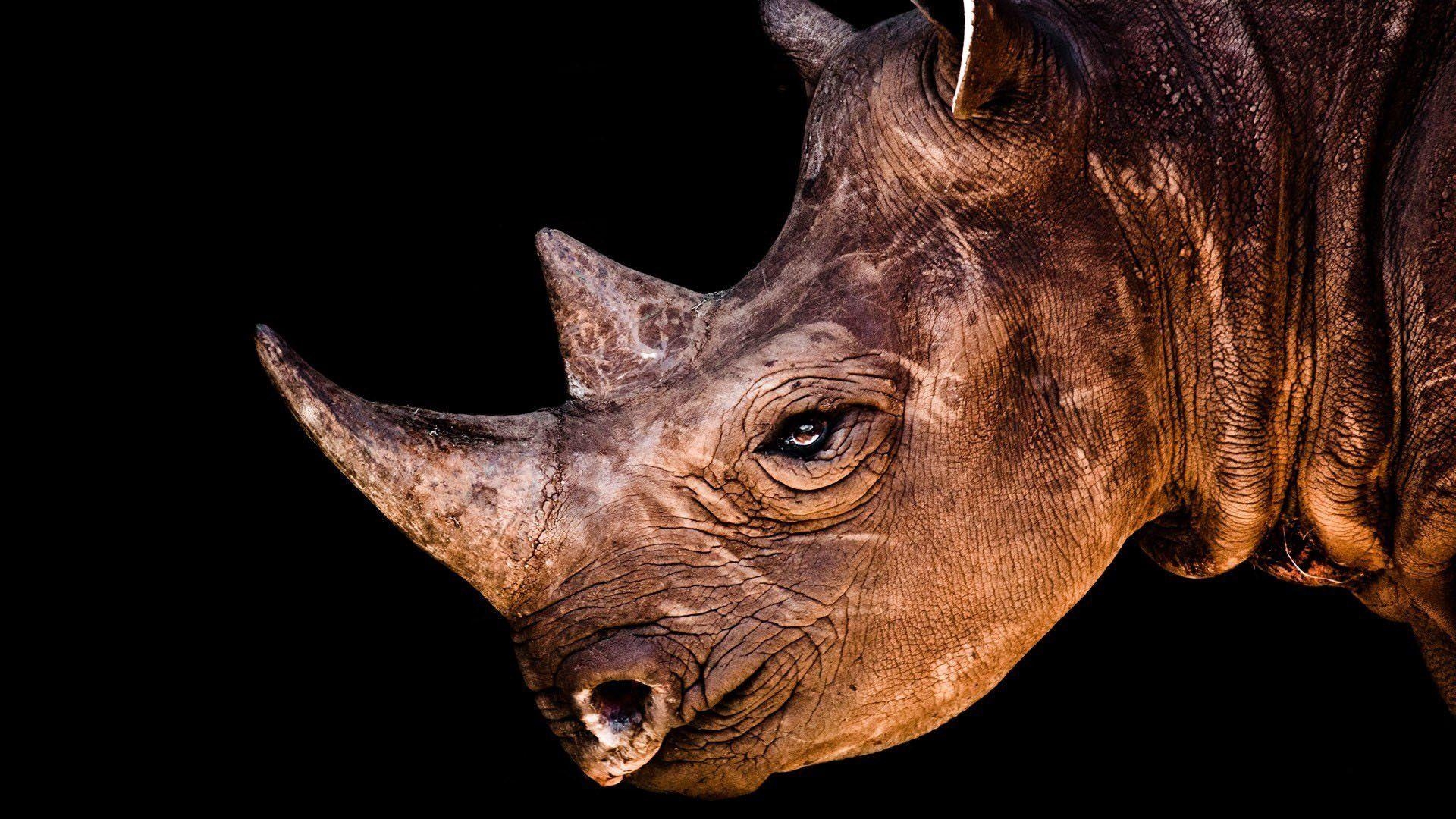 1920x1080 Rhino HD Wallpaper, Desktop