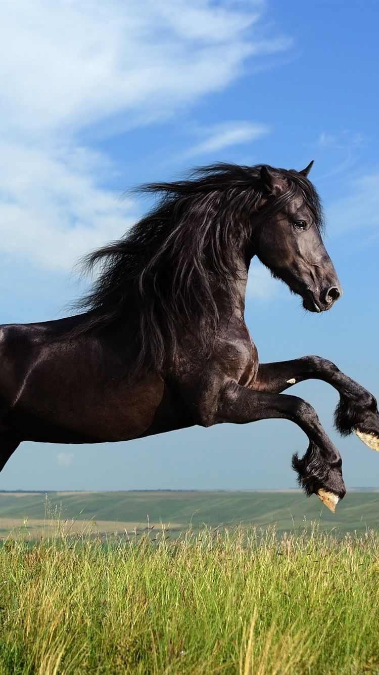 750x1340 Freedom Black Horse Galloping  IPhone 8 7 6 6S Wallpaper, Phone