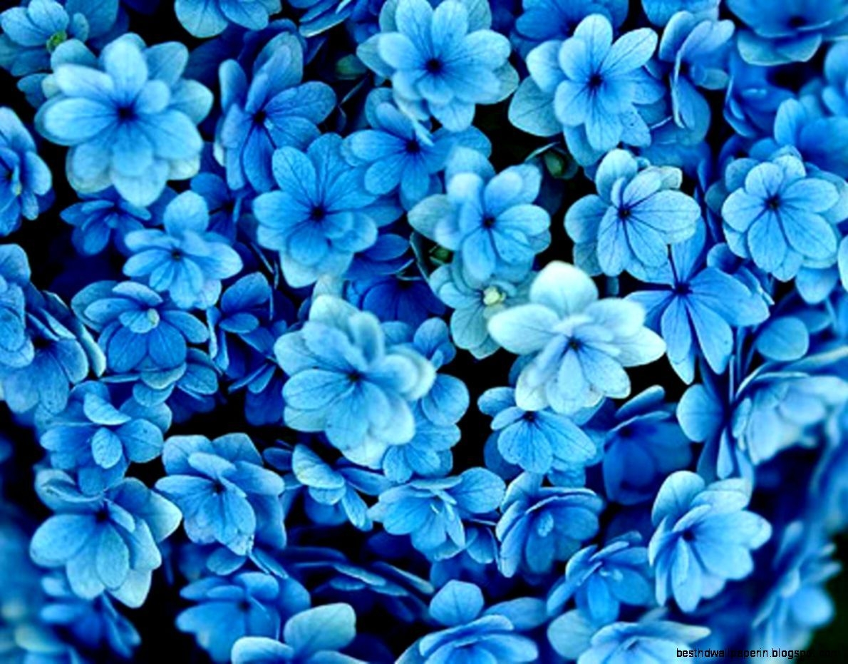 1190x940 Incredible Blue White Wallpaper Tumblr Flowers Wallpaper & Background Download, Desktop