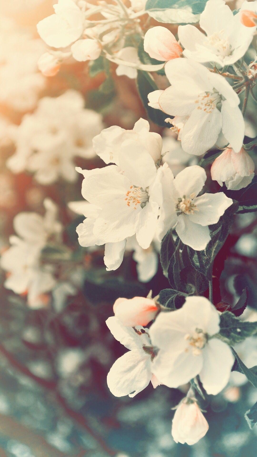 1080x1920 iPhone Wallpaper. Flower, Petal, White, Blossom, Spring, Branch, Phone