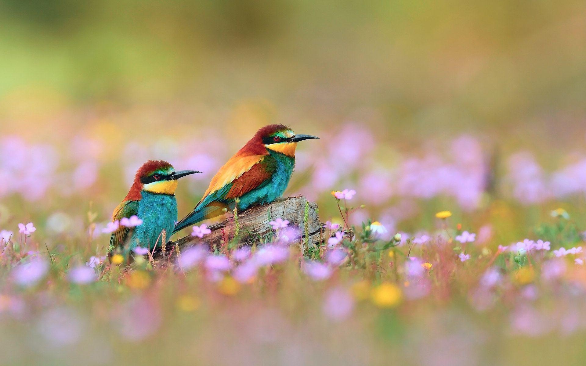 1920x1200 Spring Flowers And Birds Wallpaper Picture 5 HD Wallpaper, Desktop