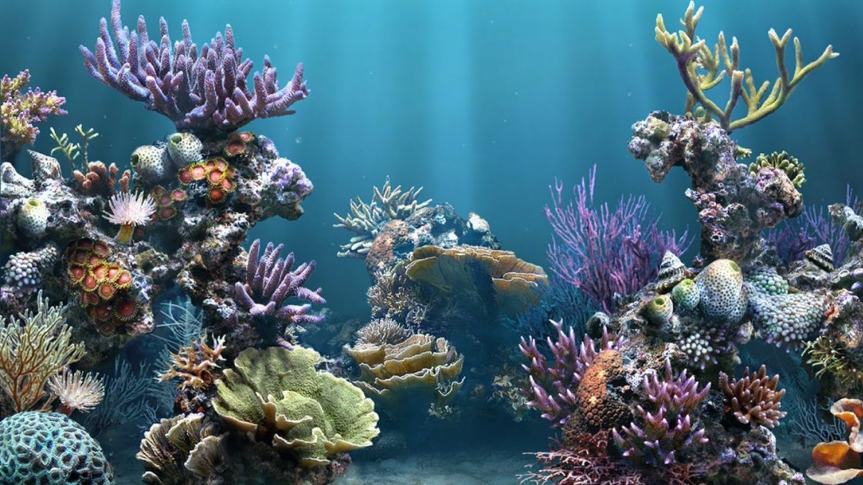 1250x700 Coral reef wallpaperx1080, Desktop