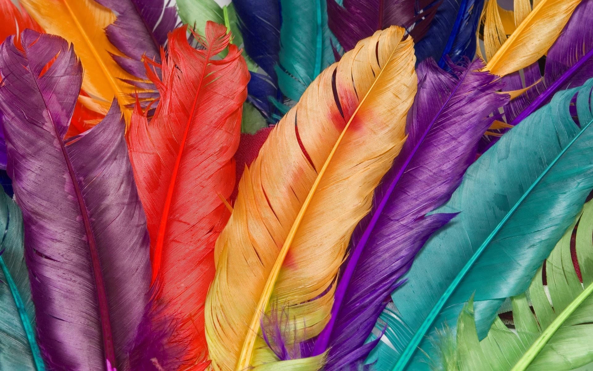 1920x1200 HD Multicolor Feathers Wallpaper, Desktop