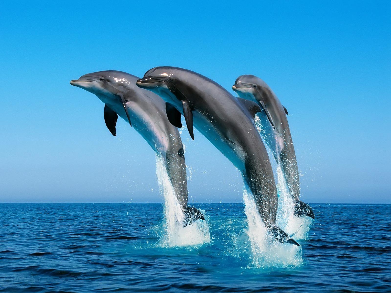 1600x1200 Sea Animals Picture, Desktop