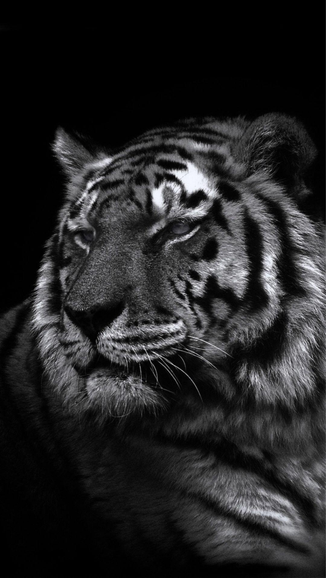 1080x1920 Black Tiger Wallpaper iPhone, Phone