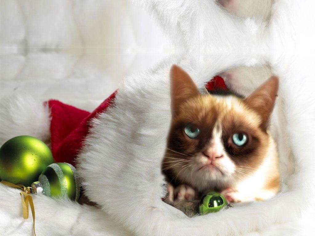 1030x770 p. Grumpy Cat Christmas Wallpaper, Grumpy Cat Christmas, Desktop