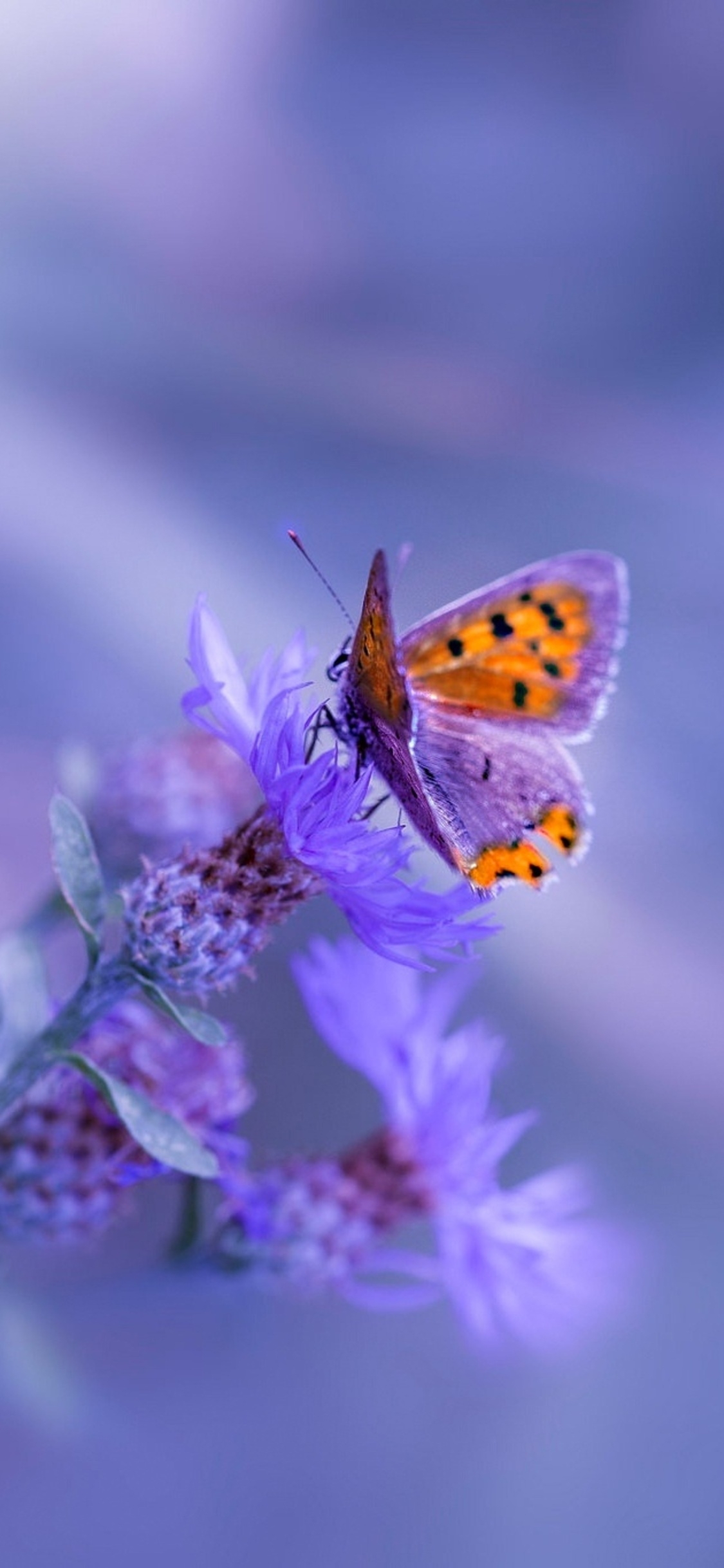 1130x2440 Butterfly Purple Flower iPhone XS, iPhone iPhone X HD 4k Wallpaper, Image, Background, Photo and Picture, Phone