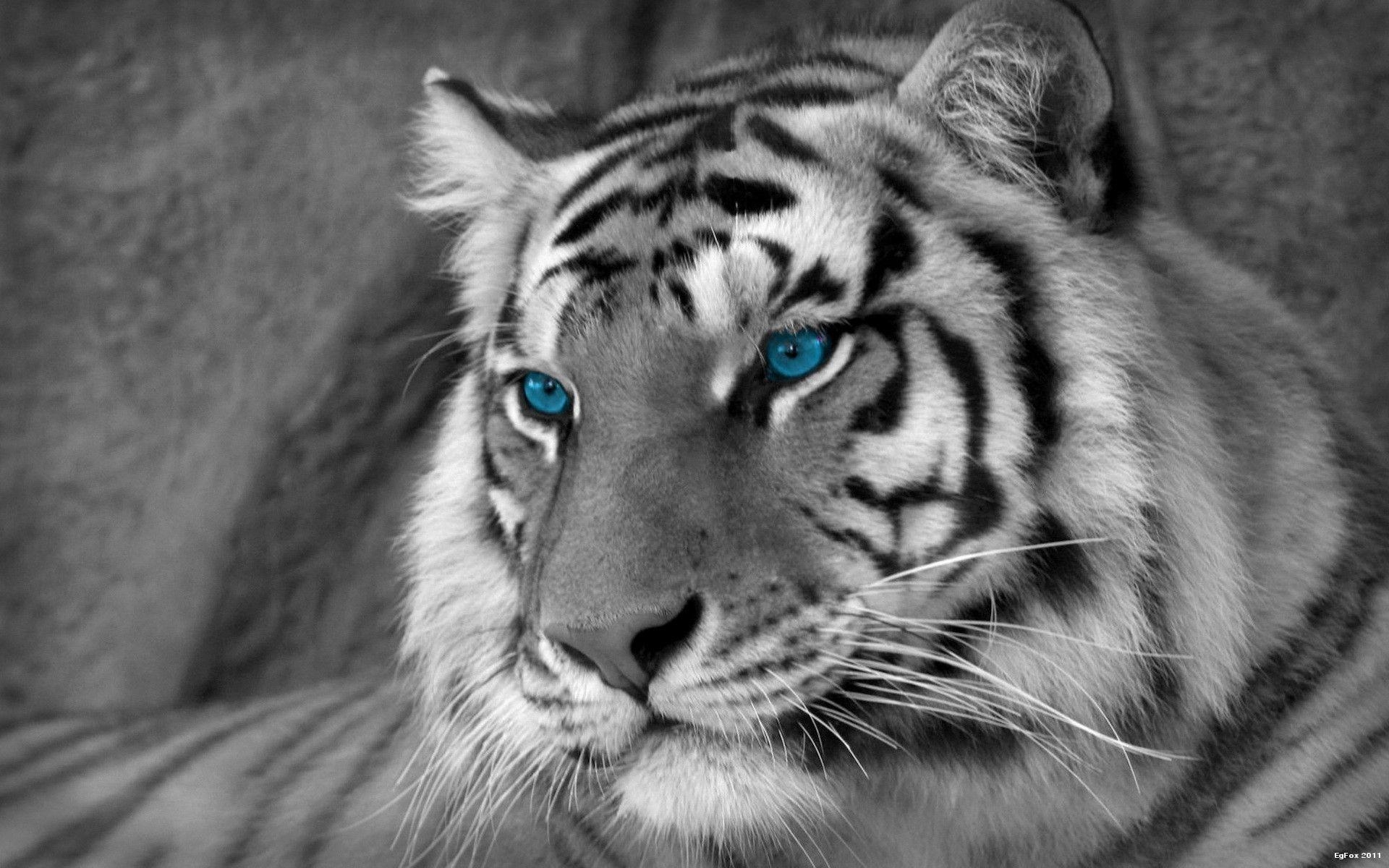 1920x1200 White Tiger Wallpaper 8949 HD Wallpaper. Areahd, Desktop