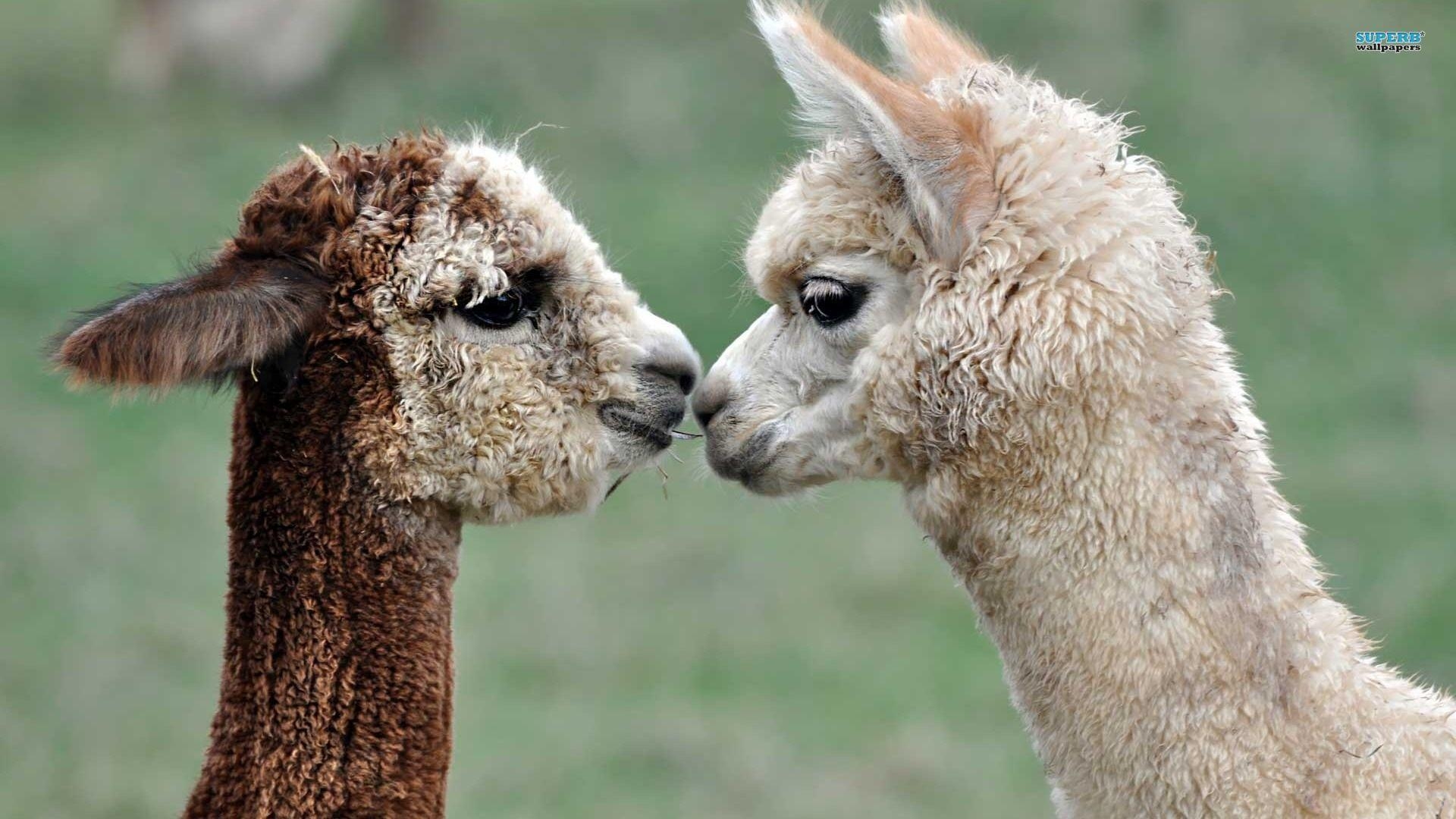 1920x1080 Llama Meme Wallpaper, Desktop