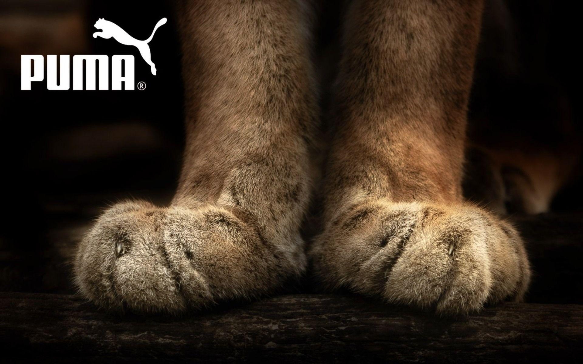 1920x1200 Puma wallpaper and image, picture, photo, Desktop