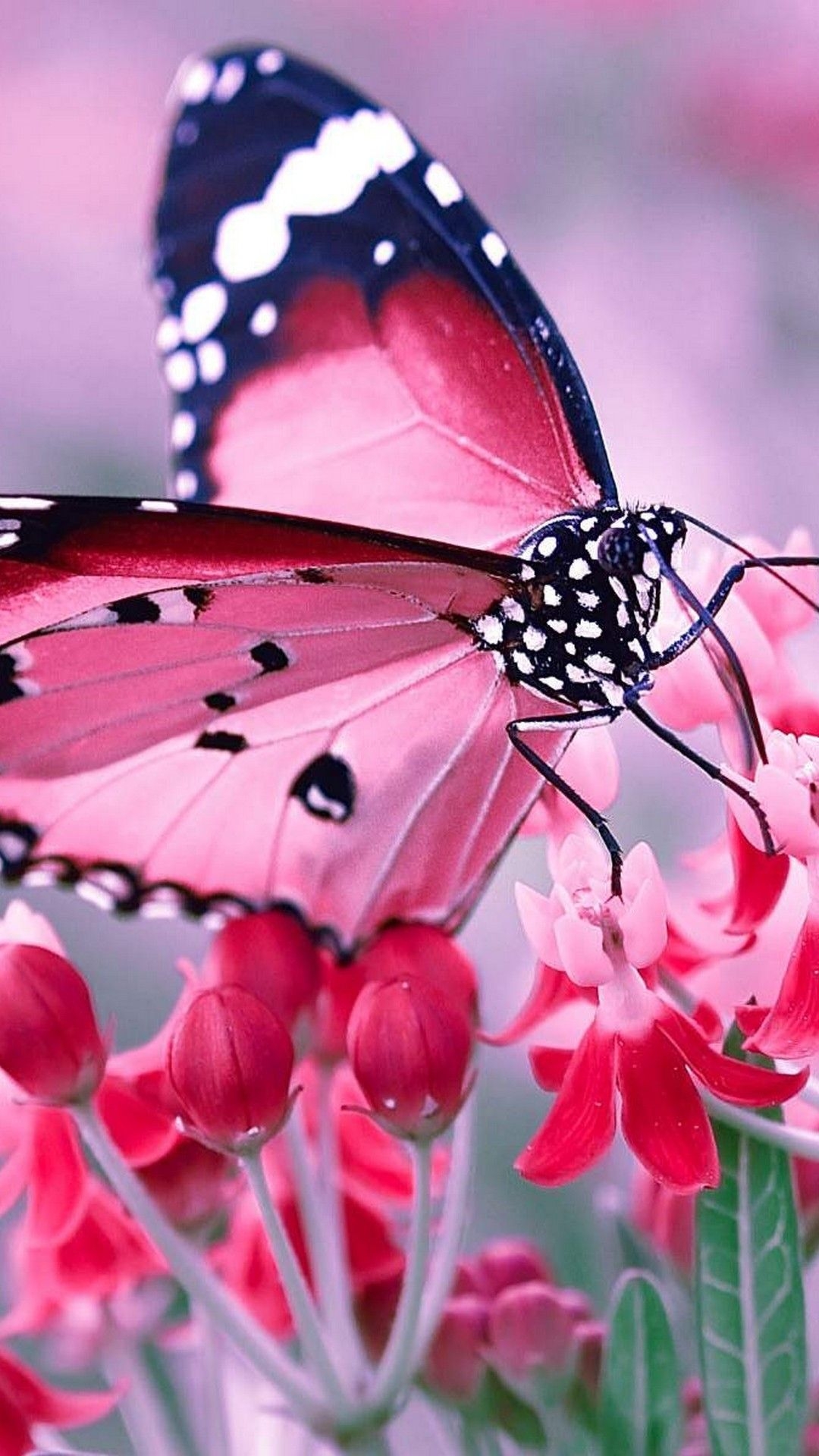 1080x1920 Pink Butterfly Wallpaper For Phone Cute Wallpaper, Phone