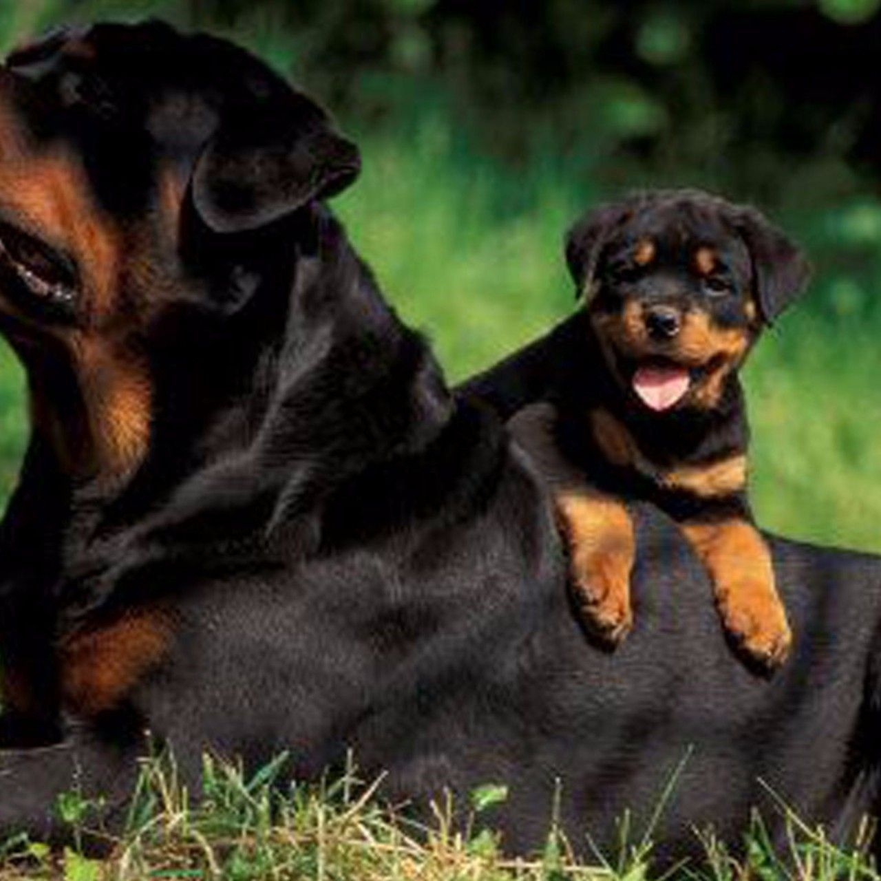 1280x1280 Rottweiler Puppies, Phone