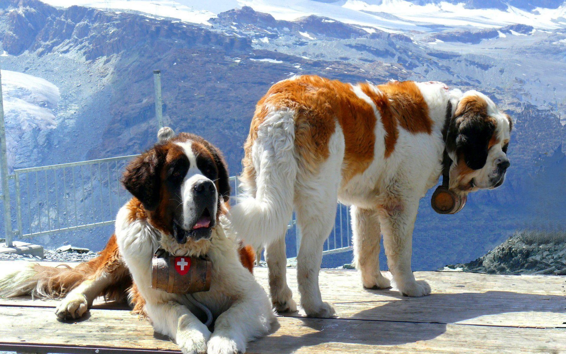 1920x1200 Saint Bernard Wallpaper, Desktop