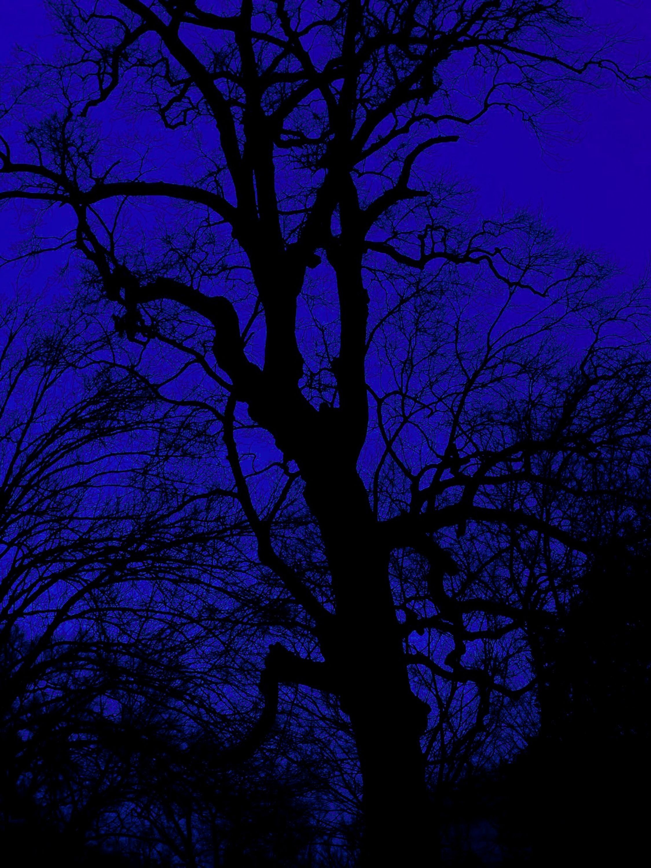 2250x3000 midnight #blue #sky #tree. Blue aesthetic, Midnight blue, Feeling, Phone