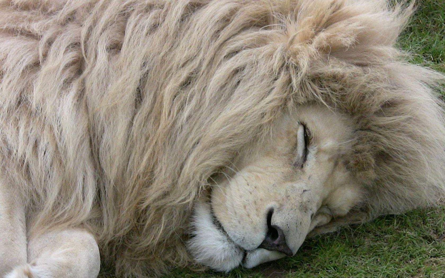 1680x1050 White Lion HD Wallpaper 7 Planent, Desktop