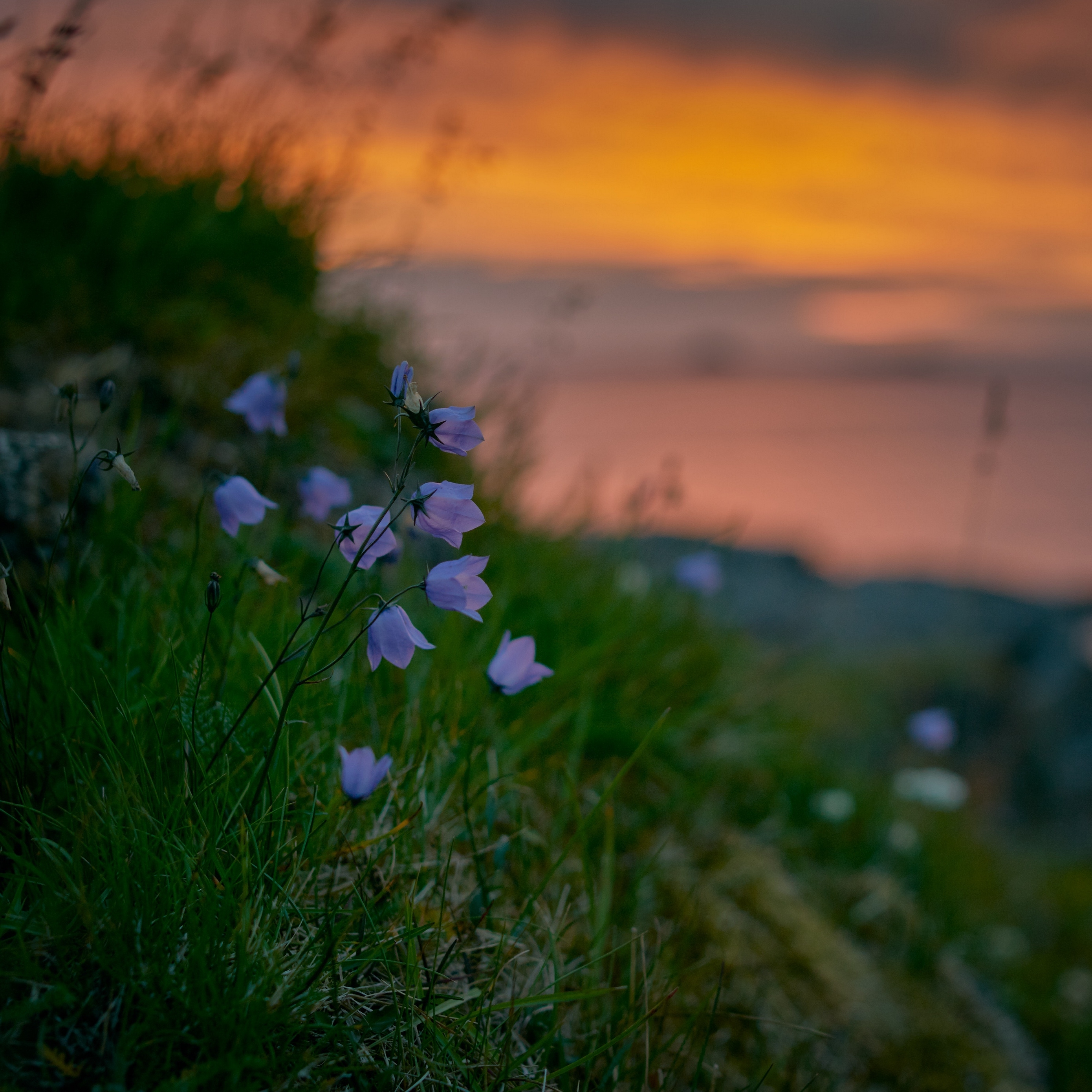 2780x2780 Download wallpaper  bluebells, wildflowers, summer, grass, Phone