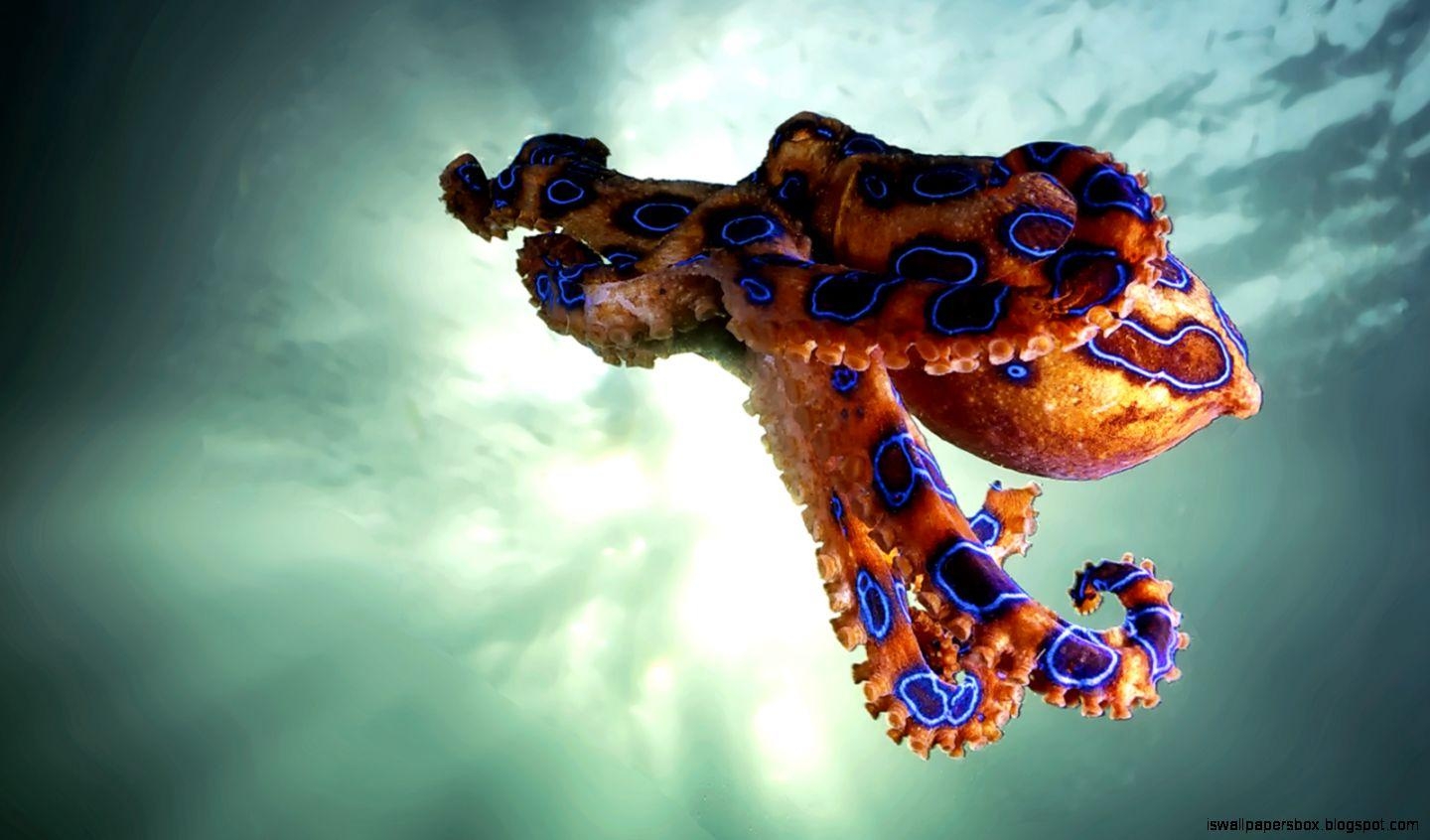 1440x850 Octopus Wallpaper 6 X 846, Desktop