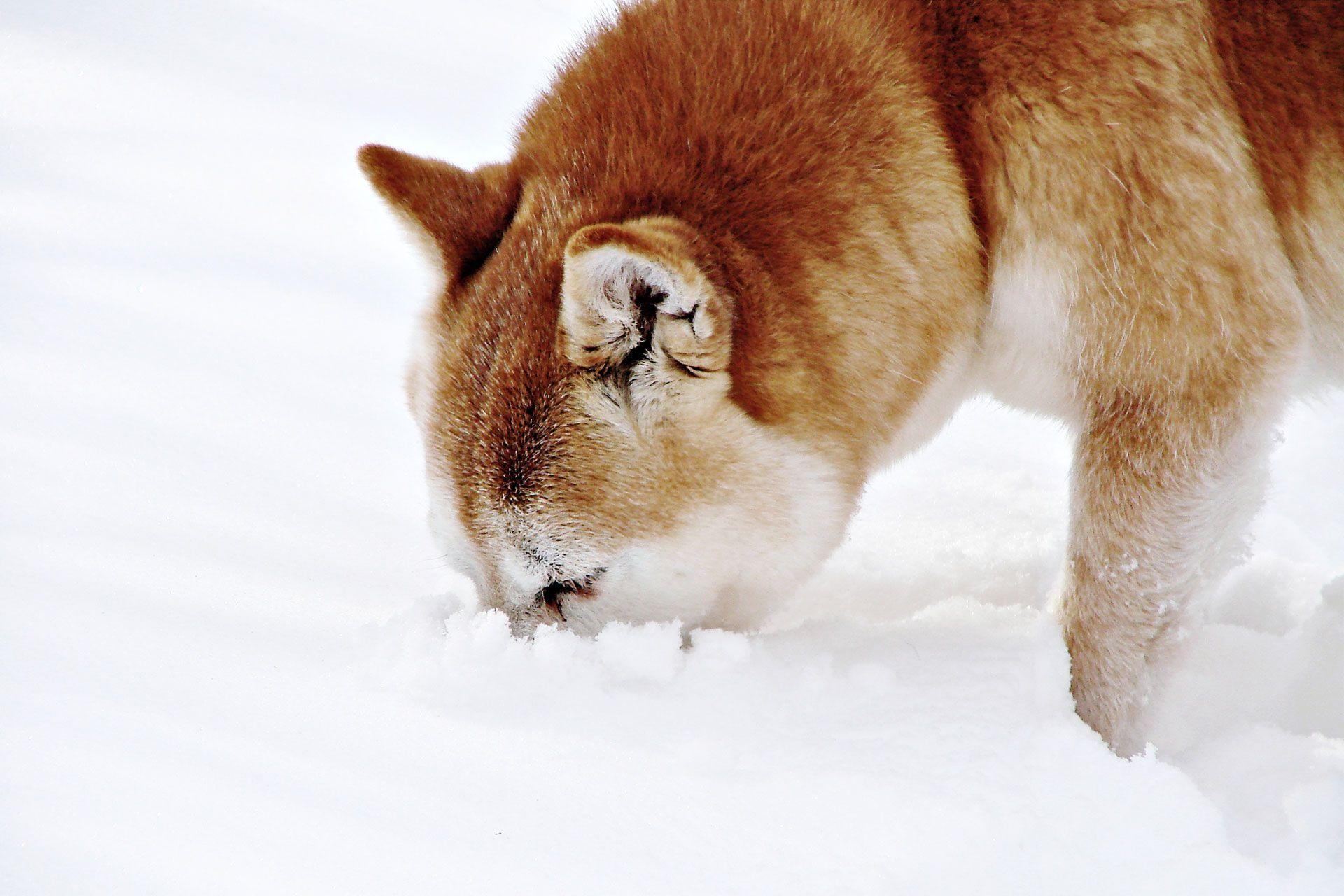 1920x1280 Shiba Inu Puppies HD Wallpaper 1600x900, Desktop