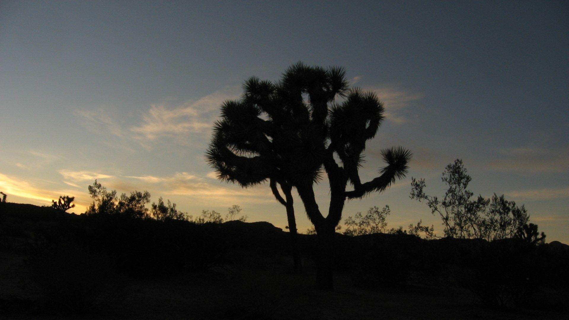 1920x1080 joshua tree national park wallpaper 1080p high quality,, Desktop