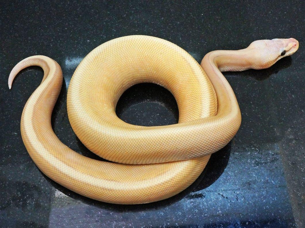 1060x800 Male Super Pastel Banana Genetic Stripe Ball Python, Desktop