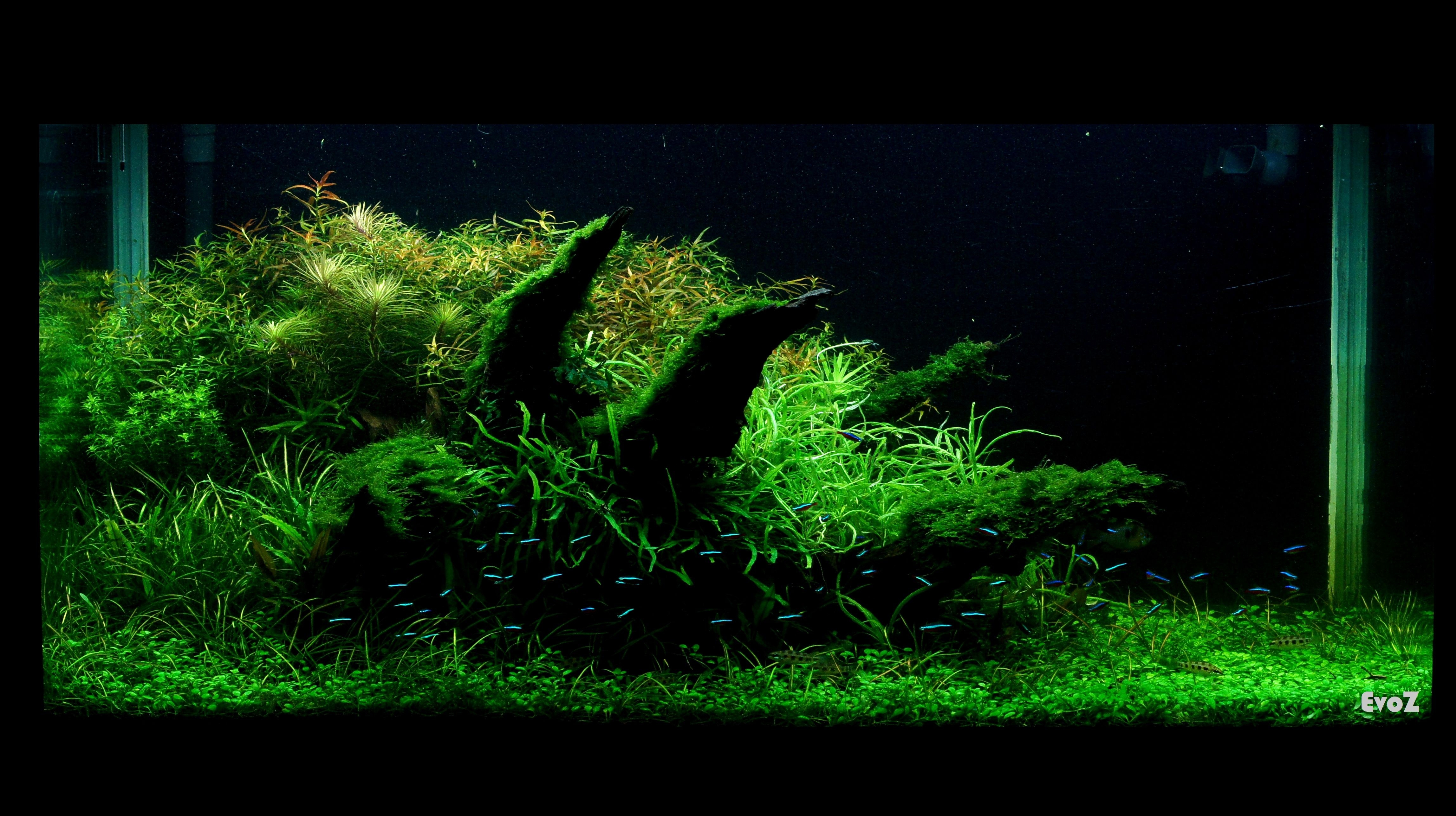 4600x2580 Ada Aquascape New Collection Aquascape Wallpaper, Desktop