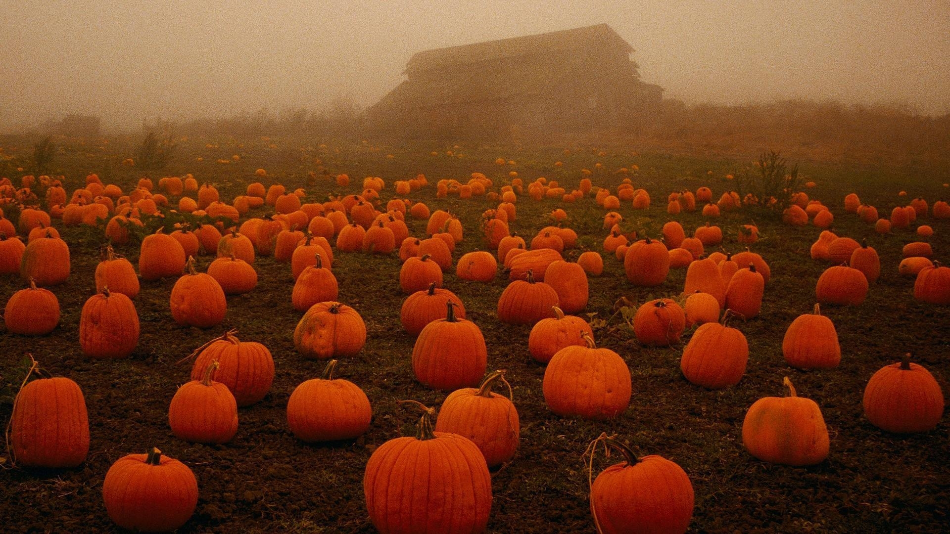 1920x1080 Pumpkin Patch Wallpaper, Desktop