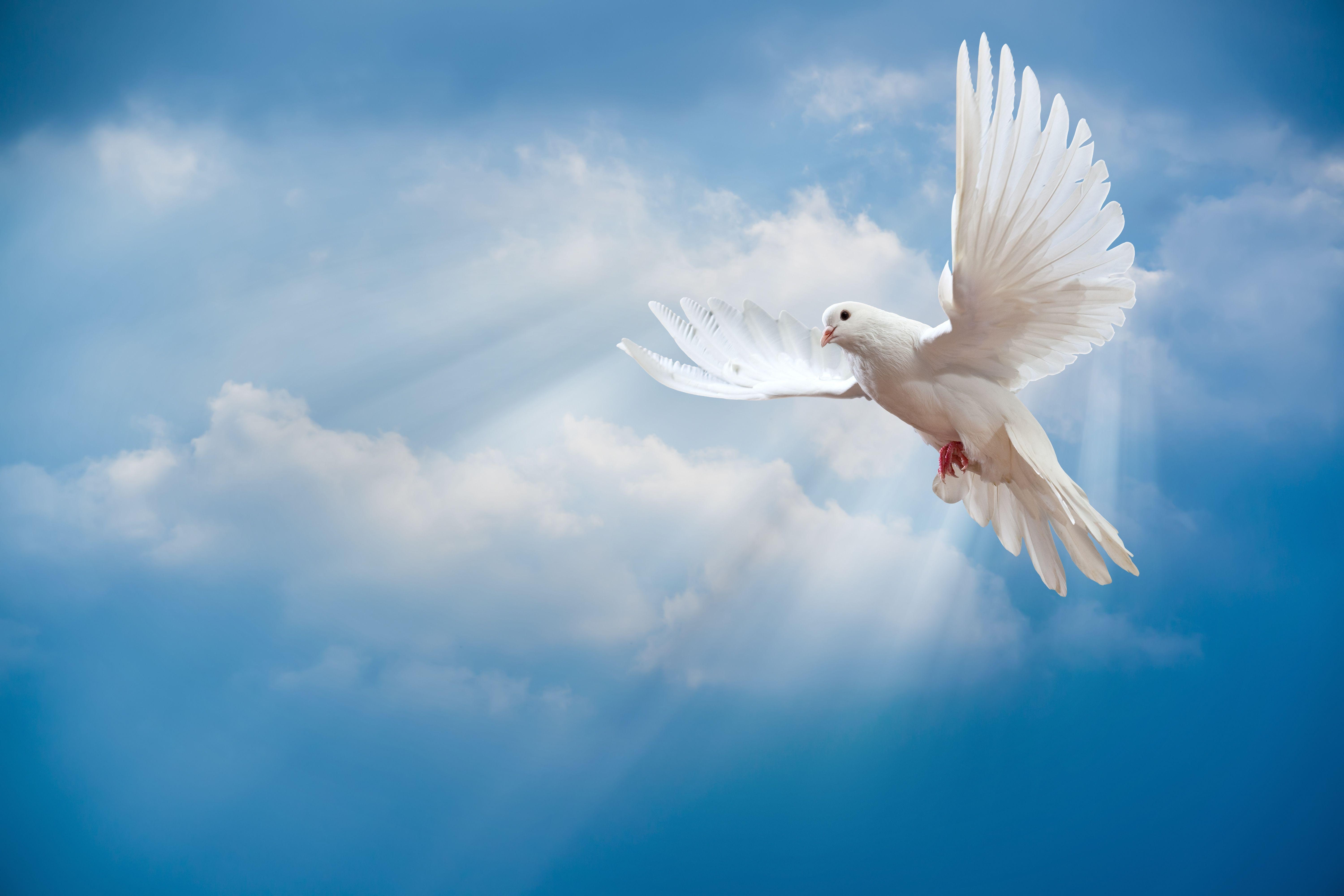 6000x4000 Animals & Birds Flying Dove wallpaper Desktop, Phone, Tablet, Desktop