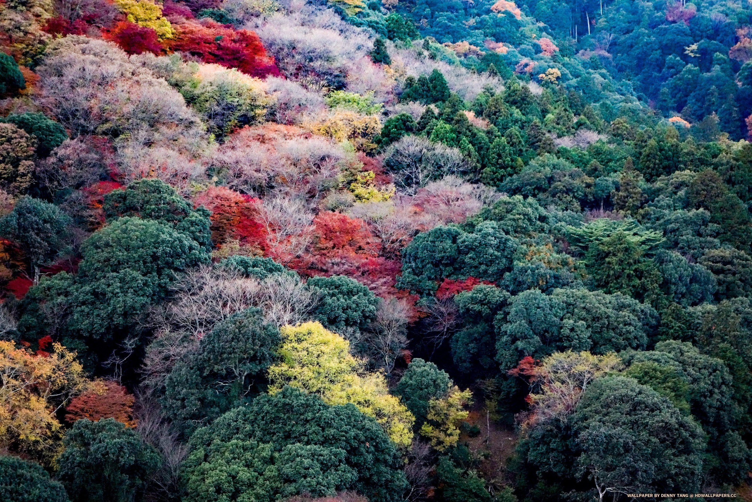 2560x1710 Colorful Arashiyama Mountains in Fall, Desktop