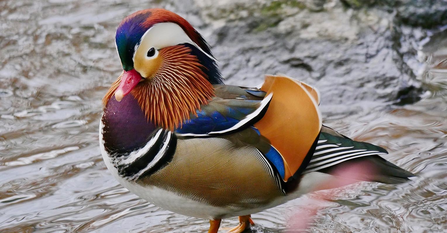 1530x800 Beautiful Photo of the Mysterious Mandarin Duck of Central Park New York, Desktop