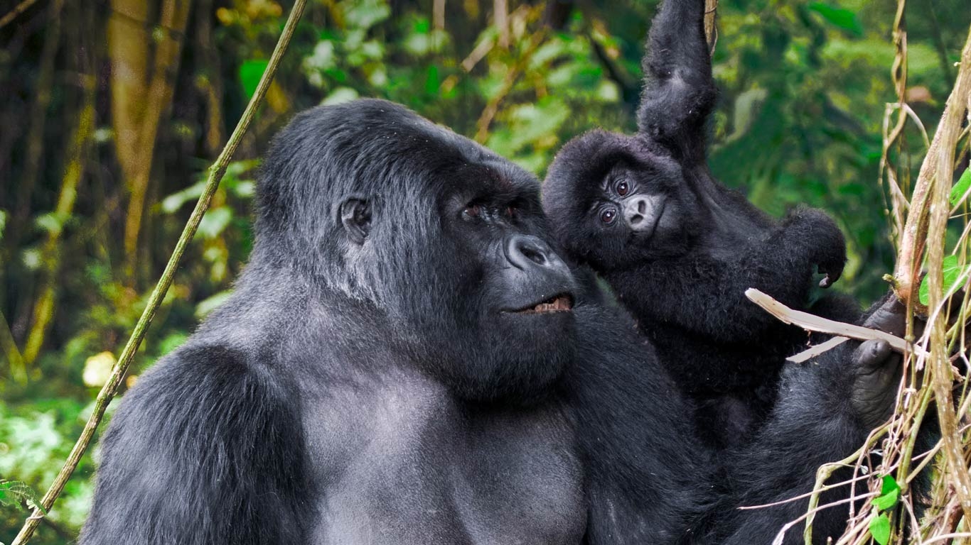 1370x770 Beautiful male mountain gorilla and juvenile in volcanoes national, Desktop