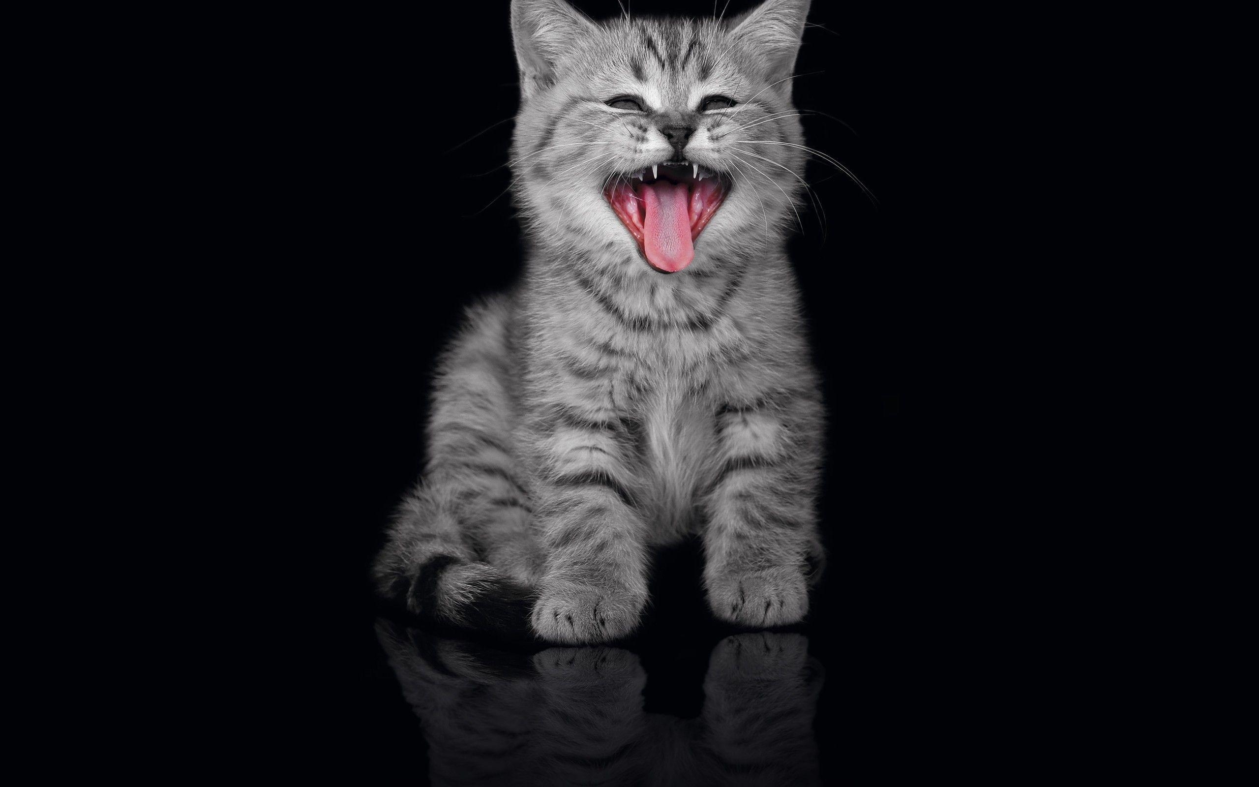 2560x1600 Cute Cat Picture and Cat wallpaper because Cats are cool !, Desktop