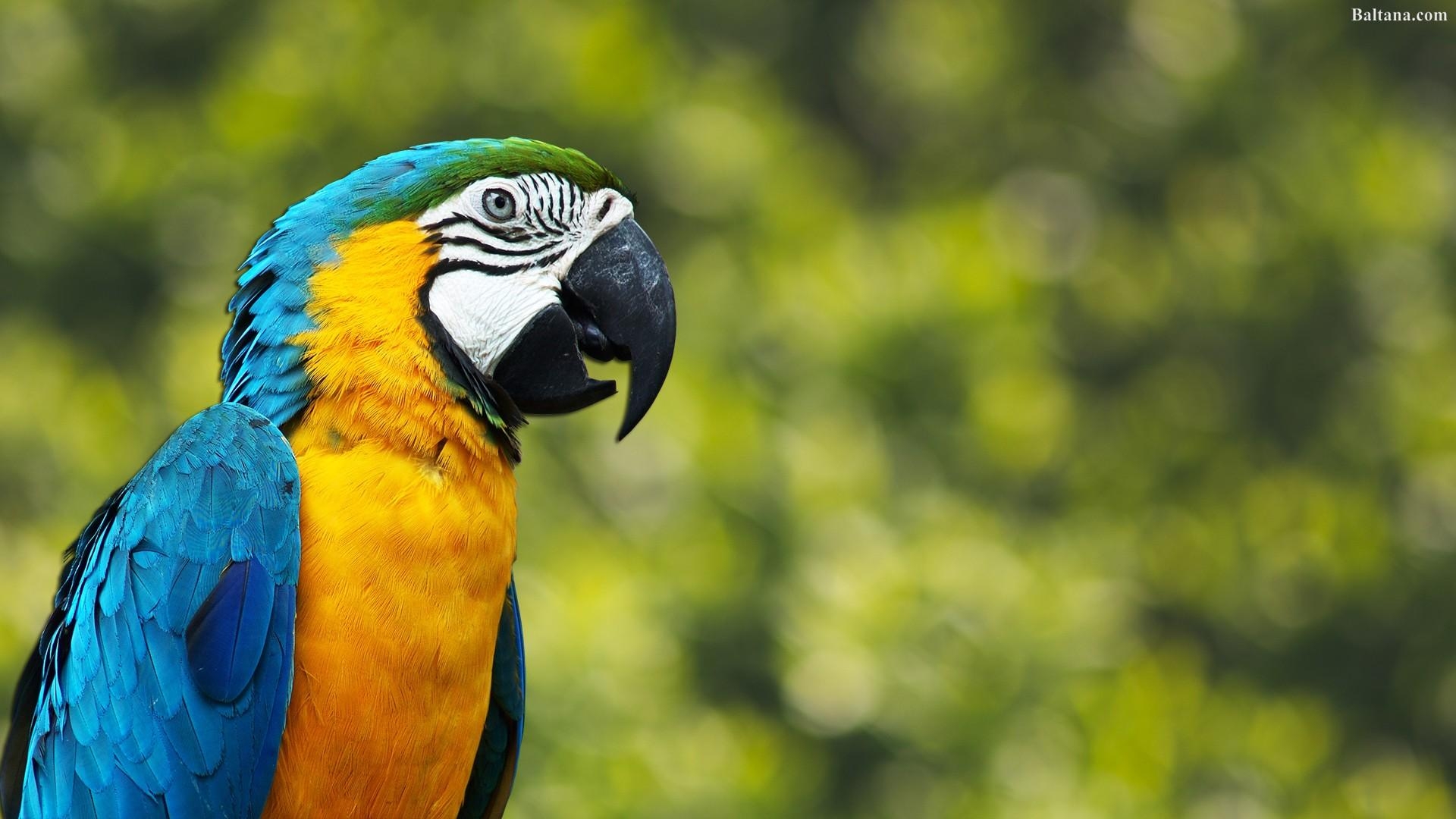 1920x1080 Parrot Wallpaper HD Background, Image, Pics, Photo Free Download, Desktop