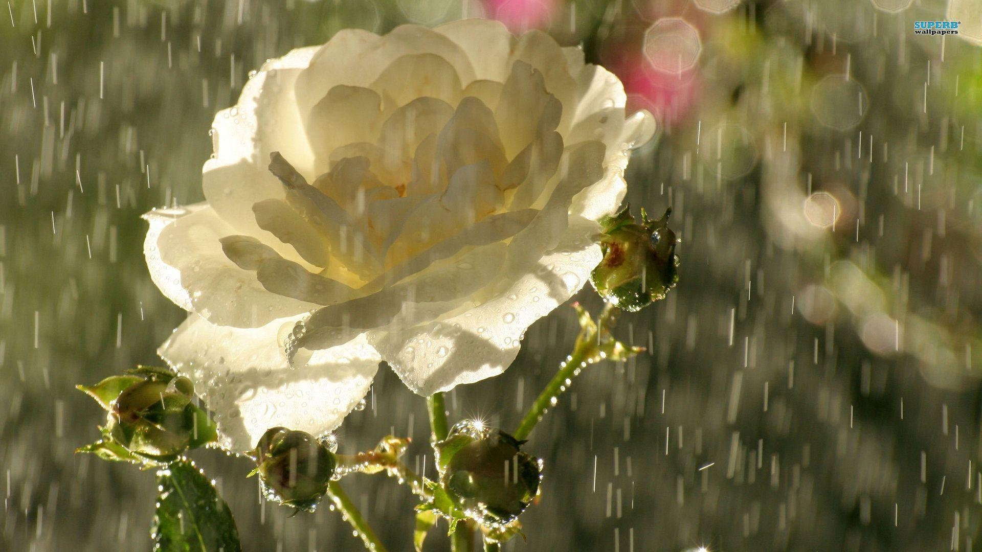 1920x1080 Rose in rain wallpaper wallpaper - #, Desktop