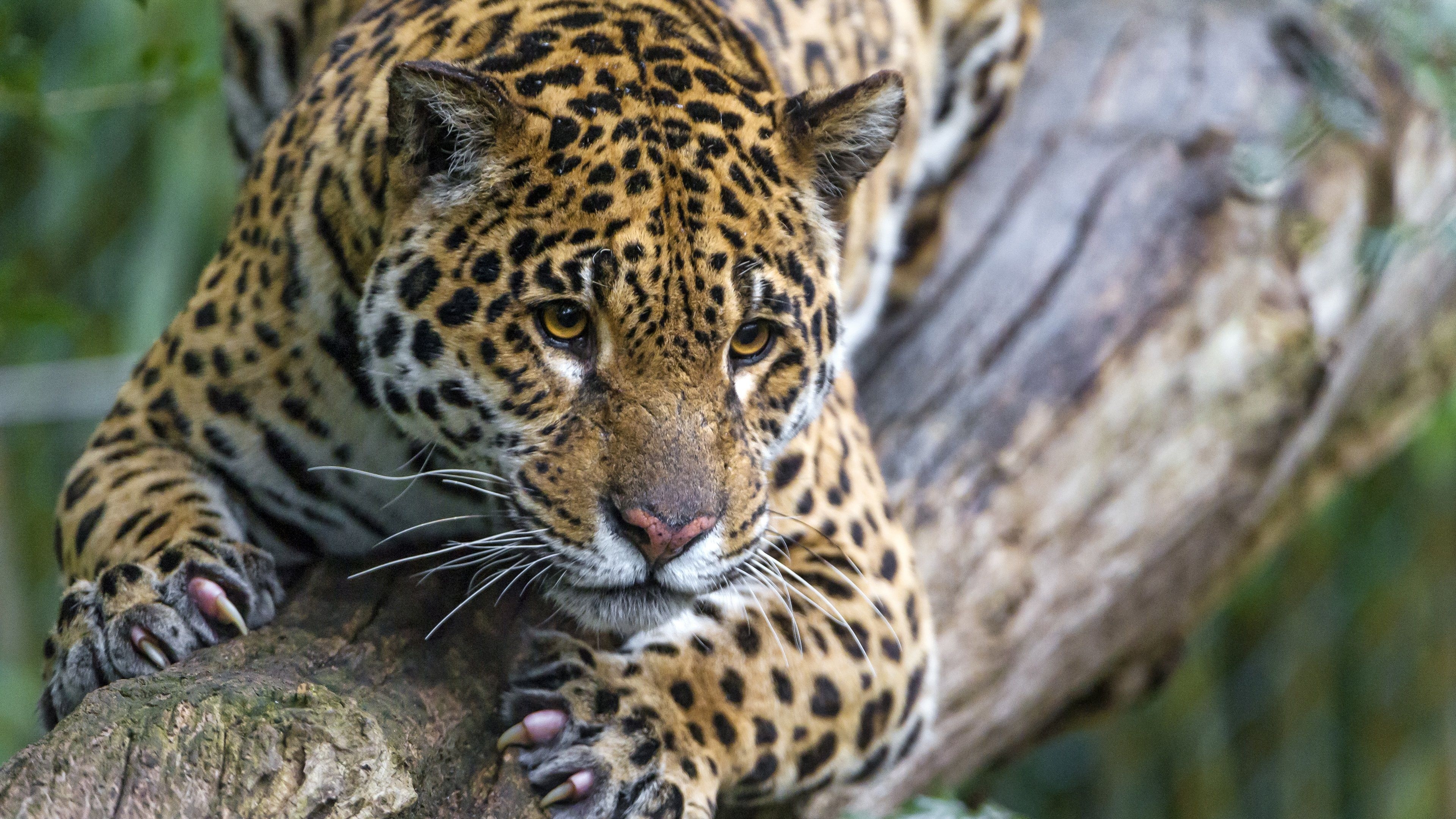 3840x2160 Wallpaper Wild cat, jaguar, rest, tree  UHD 4K Picture, Image, Desktop