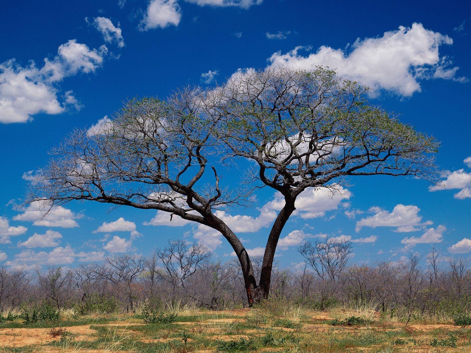 1600x1200 Shakawe / Botswana / Africa wallpaper and image, Desktop