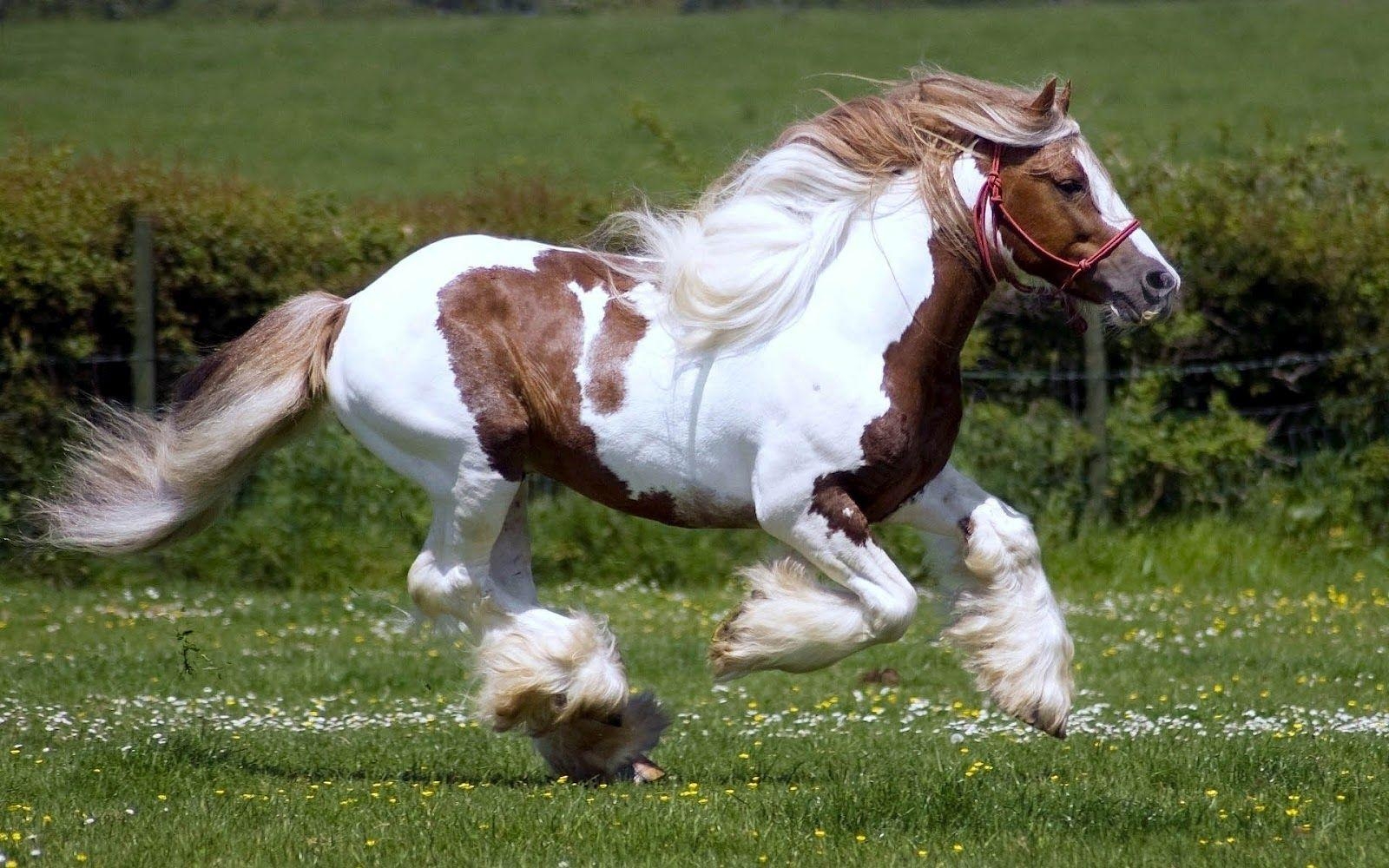 1600x1000 Horse Animal Image and Photo collection, Desktop