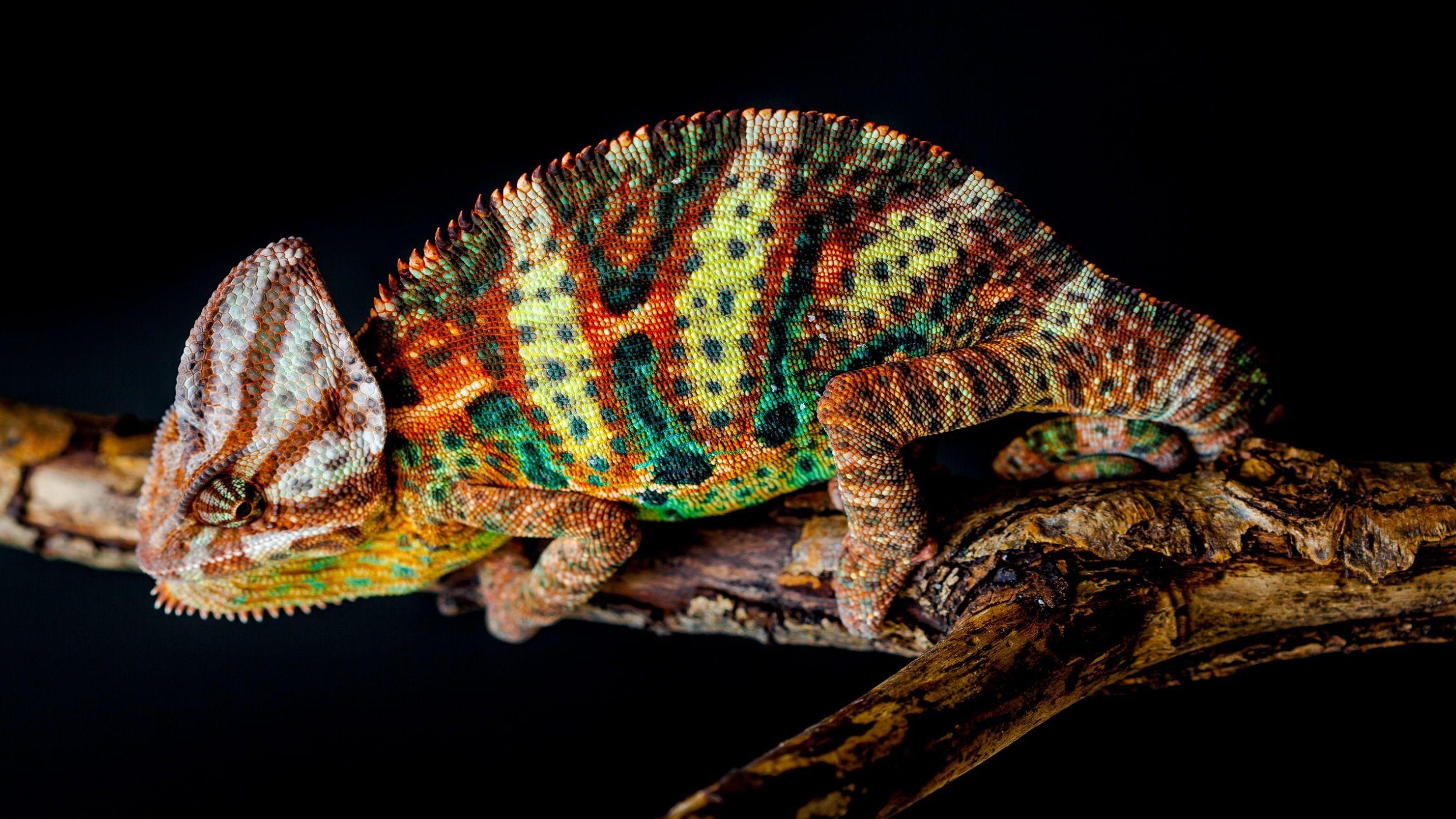 2500x1410 Veiled Chameleon. HD Lizard Wallpaper. Chameleon, Chameleon, Desktop