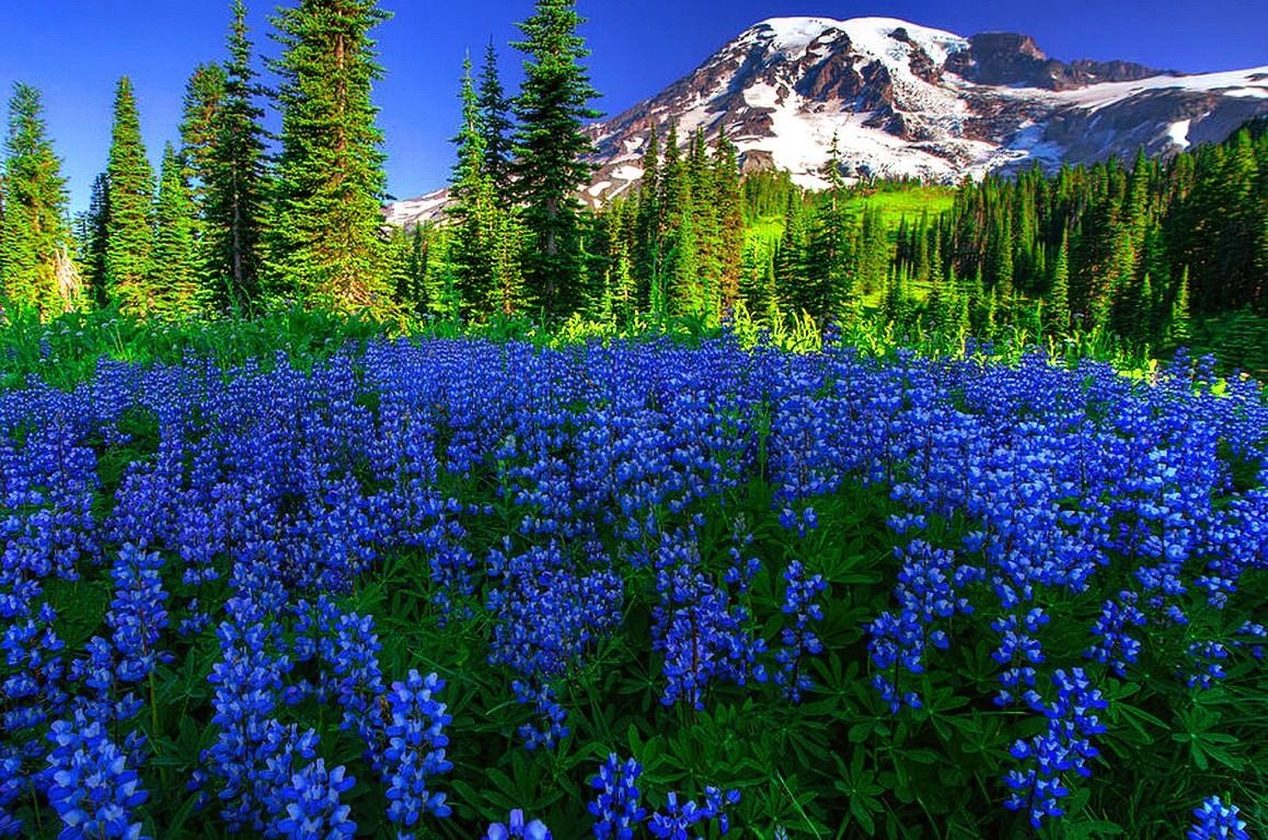 1160x770 Mountain Grass Mount Trees Pretty Wildflowers Flowers Amazing, Desktop